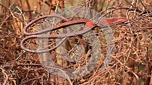 Old rusty scissors spring garden wild berries wind hd footage nobody