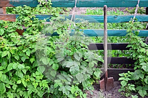 An old rusty shovel near the raspberry bushes, which grow next to the wooden fence of the village garden. Background image associ