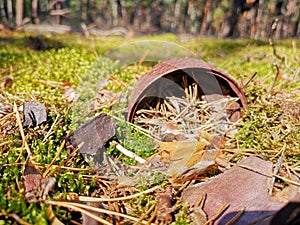 Old rusty tin can on the ground in a pine forest. The concept of environmental pollution