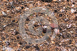 Old rusty tin can on the ground in a pine forest. The concept of environmental pollution