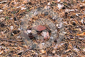 Old rusty tin can on the ground in a pine forest. The concept of environmental pollution