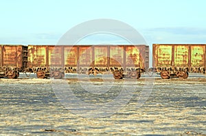 Old rusty train cars with stalactites of salt