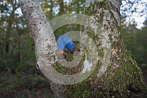 Old, Rusty used shotgun shell in the forest. cartridges, used shotgun on the tree