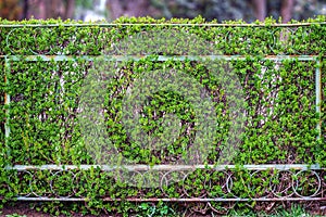 Old rusty wire mesh fence green bush