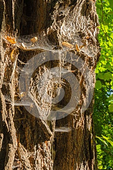 Old rutted bark with spider webs