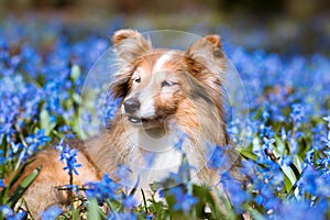 Old sable white attractive shetland sheepdog, sheltie lies outdoors on sunny day with blooming blue scilla snowdrops