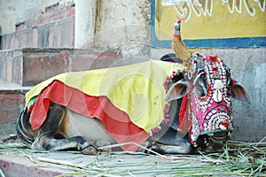 Old sacred indian cow with decorations