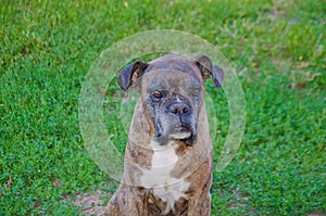 Old sad dog breed boxer