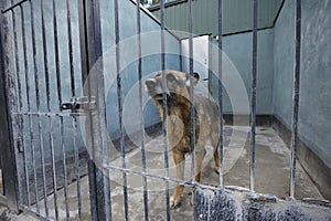 An old sad retired police dog, German shepherd, sitting in the aviary