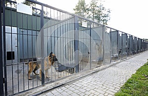 Old sad retired police dogs, German shepherds , sitting in the aviary