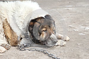 Old, sad watchdog. Outdoor shoot