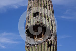 Old Saguaro Cactus