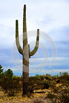 Old Saguaro Cactus Sonora desert Arizona