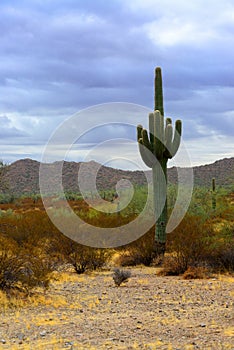 Old Saguaro Cactus Sonora desert Arizona