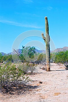 Old Saguaro Cactus Sonora desert Arizona