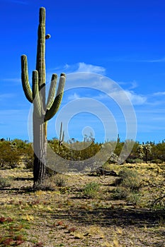 Old Saguaro Cactus Sonora desert Arizona photo