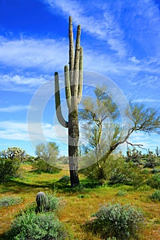 Old Saguaro Cactus Sonora desert Arizona photo