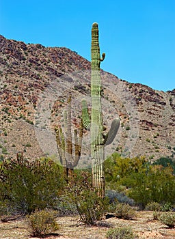 Old Saguaro Cactus Sonora desert Arizona on Film