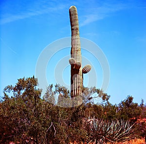 Old Saguaro Cactus Sonora desert Arizona on Film