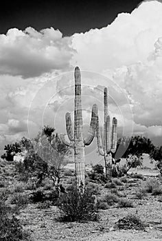 Old Saguaro Cactus Sonora desert Arizona on Film photo