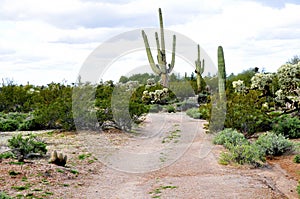 Old Saguaro Cactus Sonora desert Arizona near dirt road