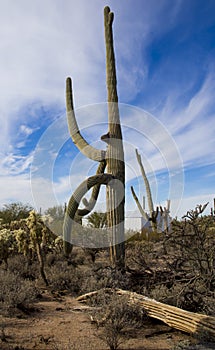 Old saguaro and skeleton desert plants. Life and death in the desert