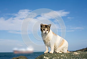 Old san Juan-stray cat