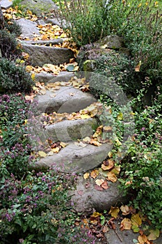 Old sandstone stairs and aromatic herbs covered with fallen leaves