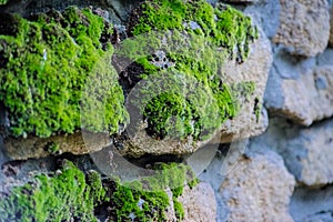 Old sandstone wall. Stones covered with moss and lichen .