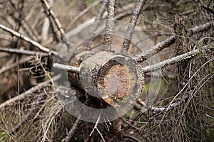 An old sawed-down tree lying in the forest.