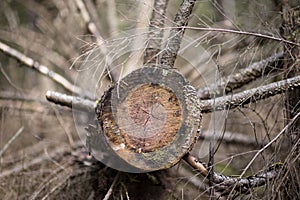 An old sawed-down tree lying in the forest.