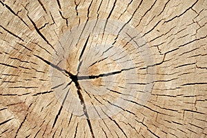 Old sawed tree