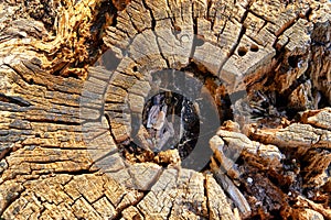 Old sawn tree trunk with holes and structure as a background