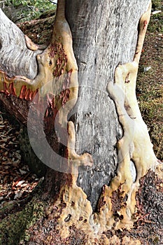 Old scarred Arbutus tree