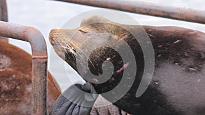Old scarred sealion itching it`s head with it`s flipper
