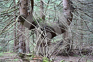 Old scary tree in the forest