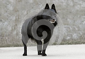 Old Schipperke Dog