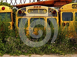 Old School Buses with Weeds