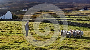 The old Scottish shepherd commands his shepherd dogs to graze