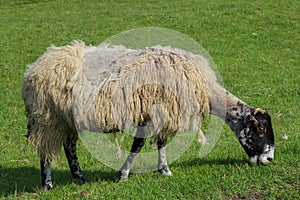 An old scraggy sheep in summer photo
