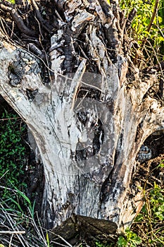 Old scraped stump lies on a green grass, dry snag of an old sawn wood, abstract background