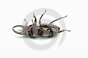 Old-sculptured stag beetle isolated on white background.Close-up photography, macro body of black beetle