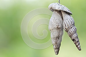 Old sea shell hang mobile