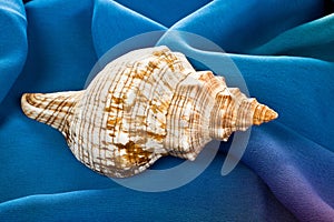 Old sea shell laying on blue silk