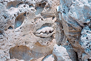 Old sea shell in rock on the beach close up