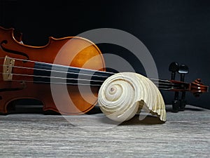 Old sea shell and violin music instrument