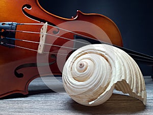 Old sea shell and violin music instrument