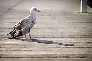 Old seagull perched