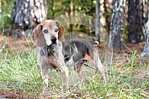 Old senior female Beagle dog blind in one eye. Dog rescue pet adoption photography for waltonpets animal shelter humane society