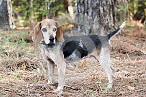 Old senior female Beagle dog blind in one eye. Dog rescue pet adoption photography for waltonpets animal shelter humane society photo